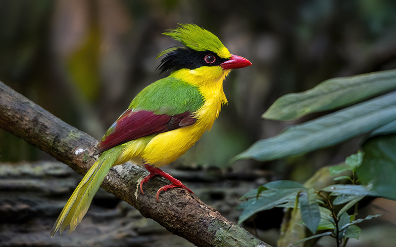 Guests observing wildlife on safari at sunset